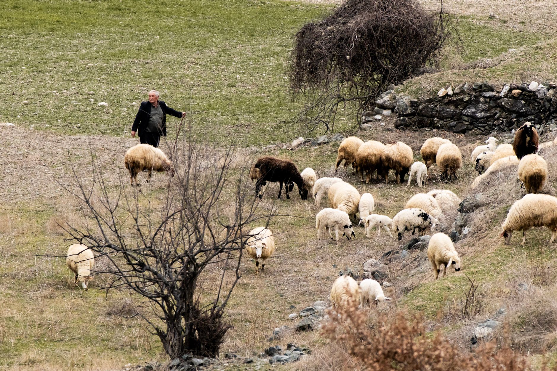 A shepherd tending to a flock of sheep on a rocky hillside with sparse vegetation.