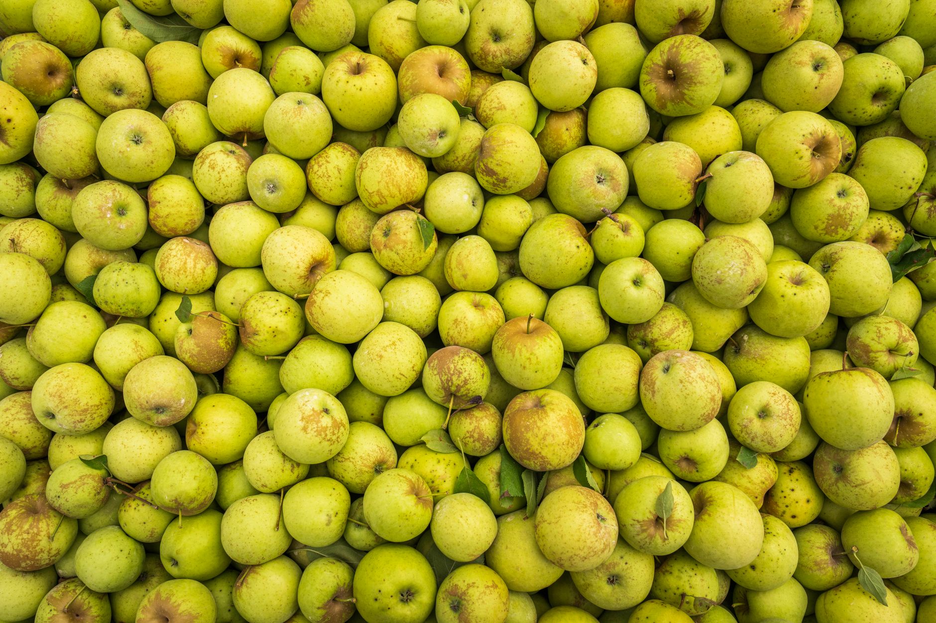 A close-up view of numerous ripe green apples in an orchard near Amasya.