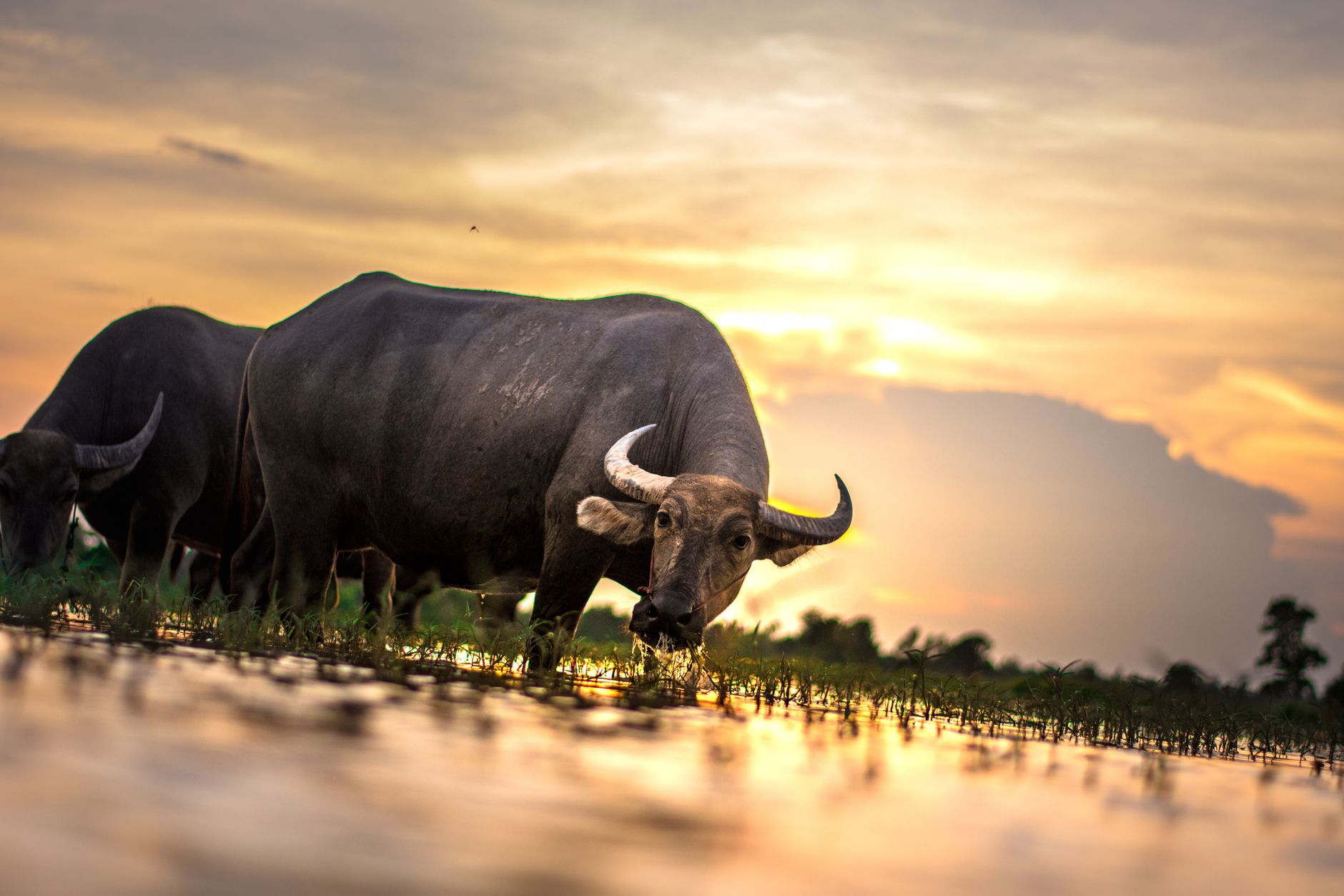 Water buffalo grazing in marshes during sunset in Kızılırmak Delta.