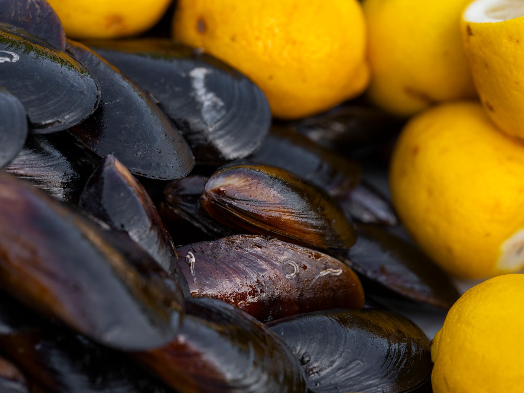 Close-up of fresh mussels and bright lemons, perfect for a healthy meal.