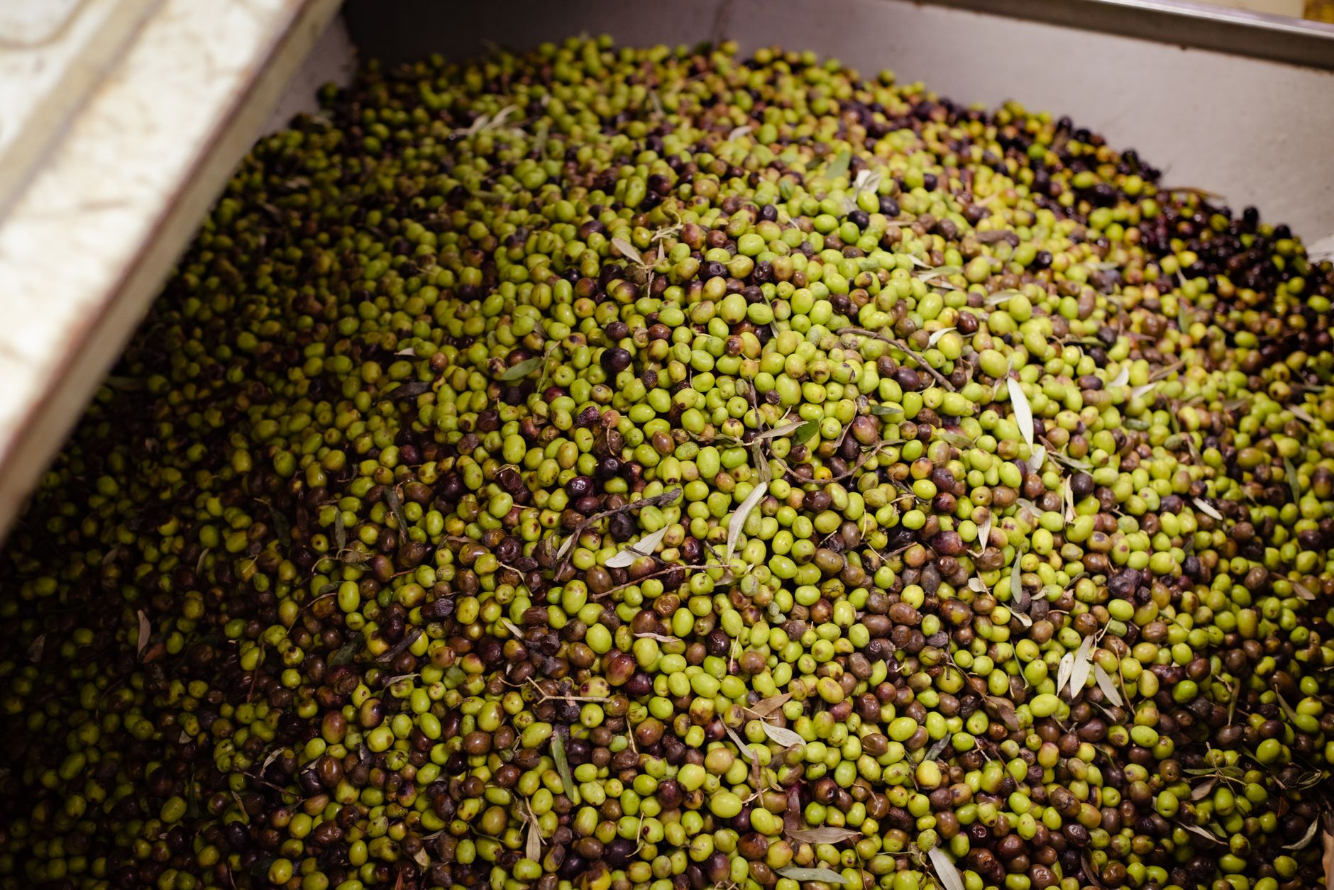 A large mound of green and black olives ready for pressing.