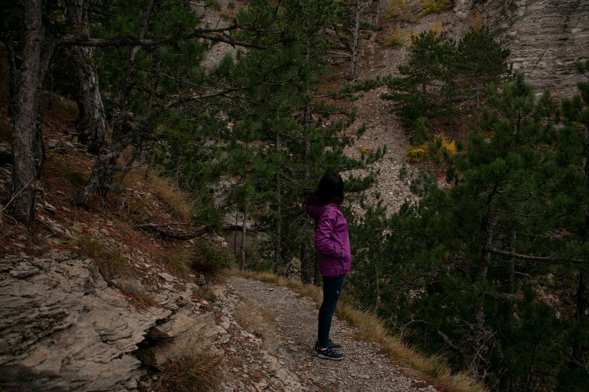 شخص يرتدي سترة أرجوانية يقف على مسار مشي متعرج تحيط به أشجار صنوبر عالية.