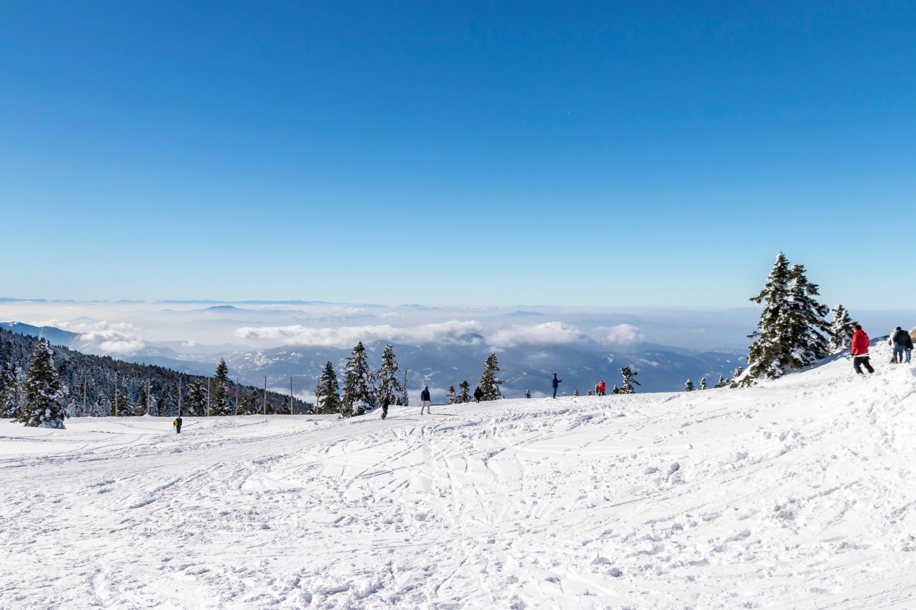 Skiers on gentle slopes surrounded by pine trees and snow, overlooking a beautiful mountain landscape.