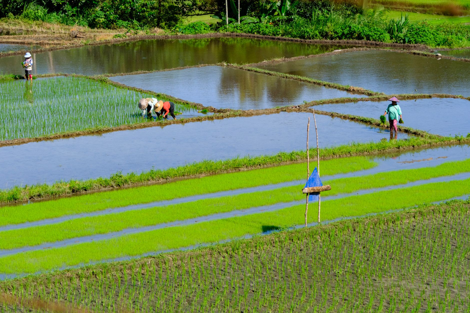 Farmers planting rice in flooded paddies on the Çarşamba Plain, surrounded by vibrant green fields.