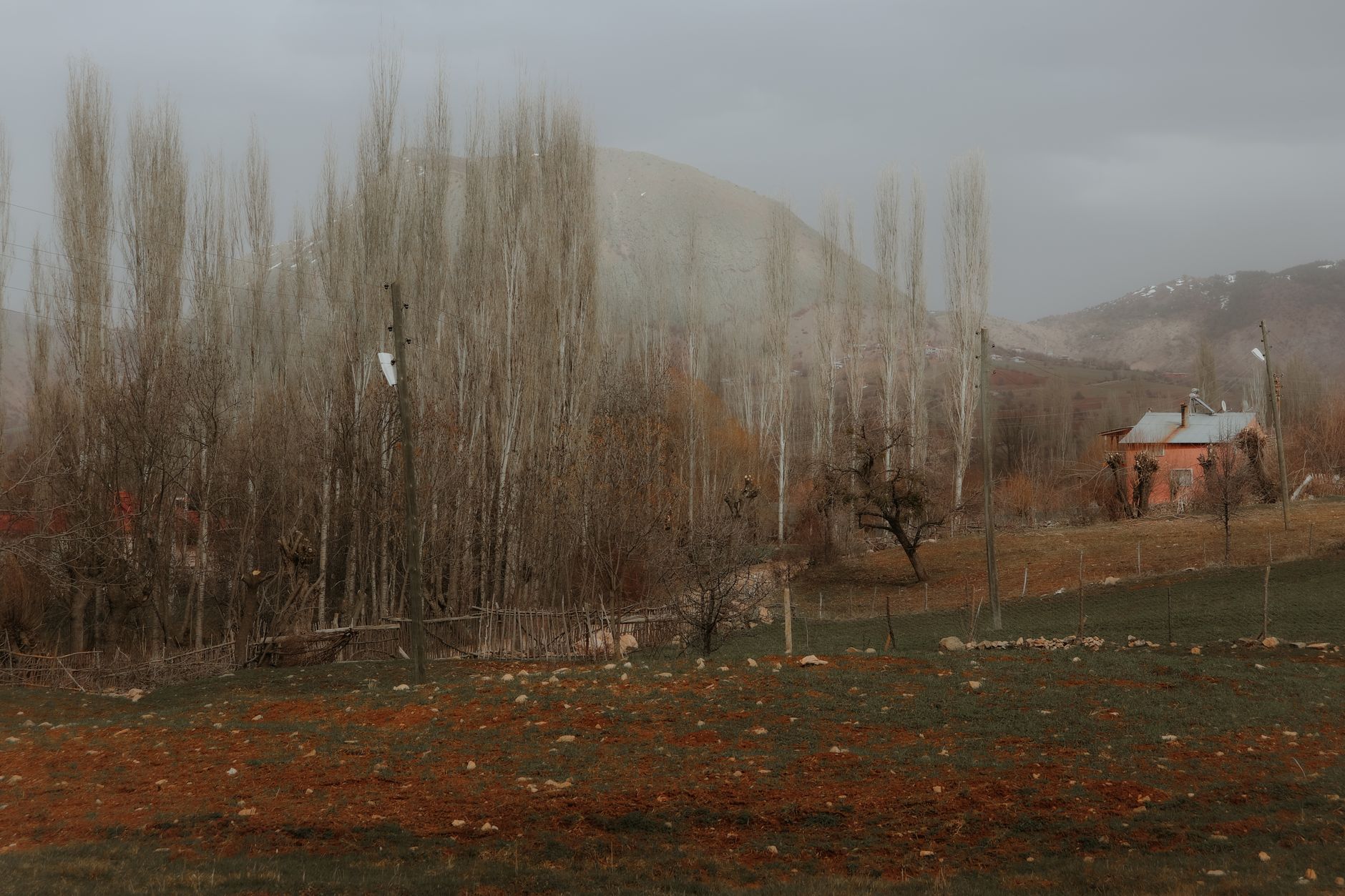 Huzurlu bir manzara: uzun kavak ağaçları ve uzakta pembe bir ev, sonbahar renklerini yansıtıyor.