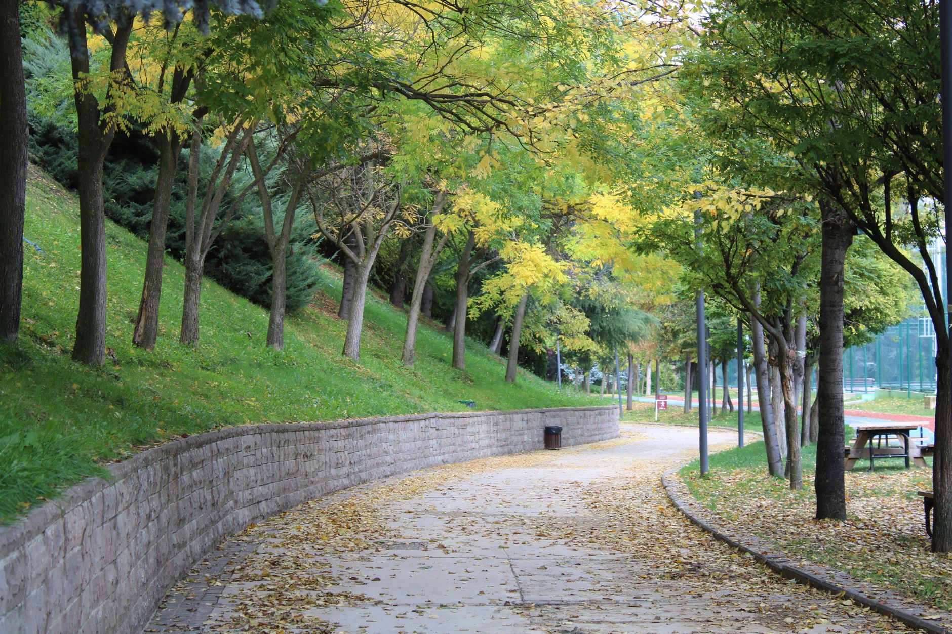 A tranquil pathway lined with trees and fallen leaves, showcasing Ankara's peaceful neighborhoods.