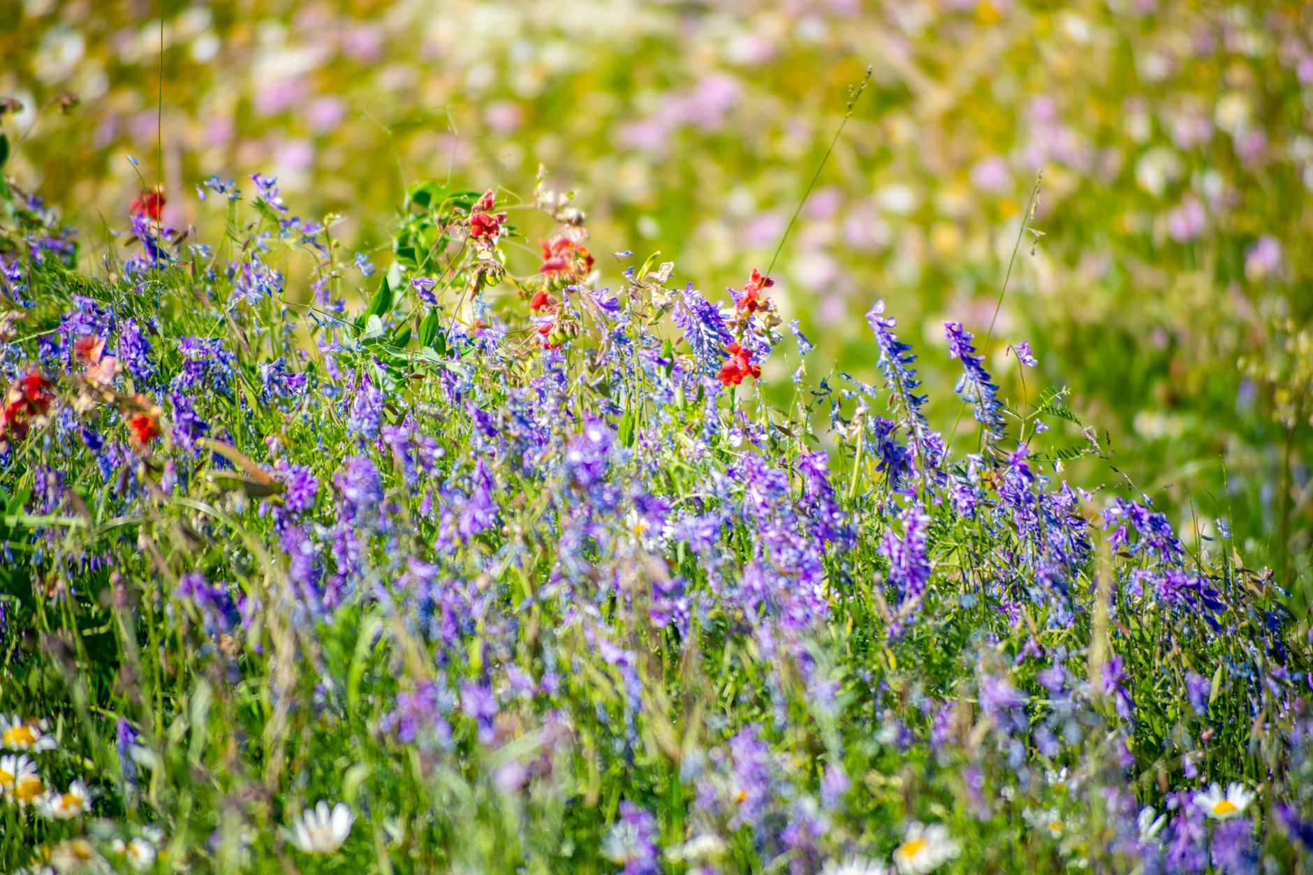 Colorful wildflowers bloom on a yayla in the Cilo-Sat Mountains.