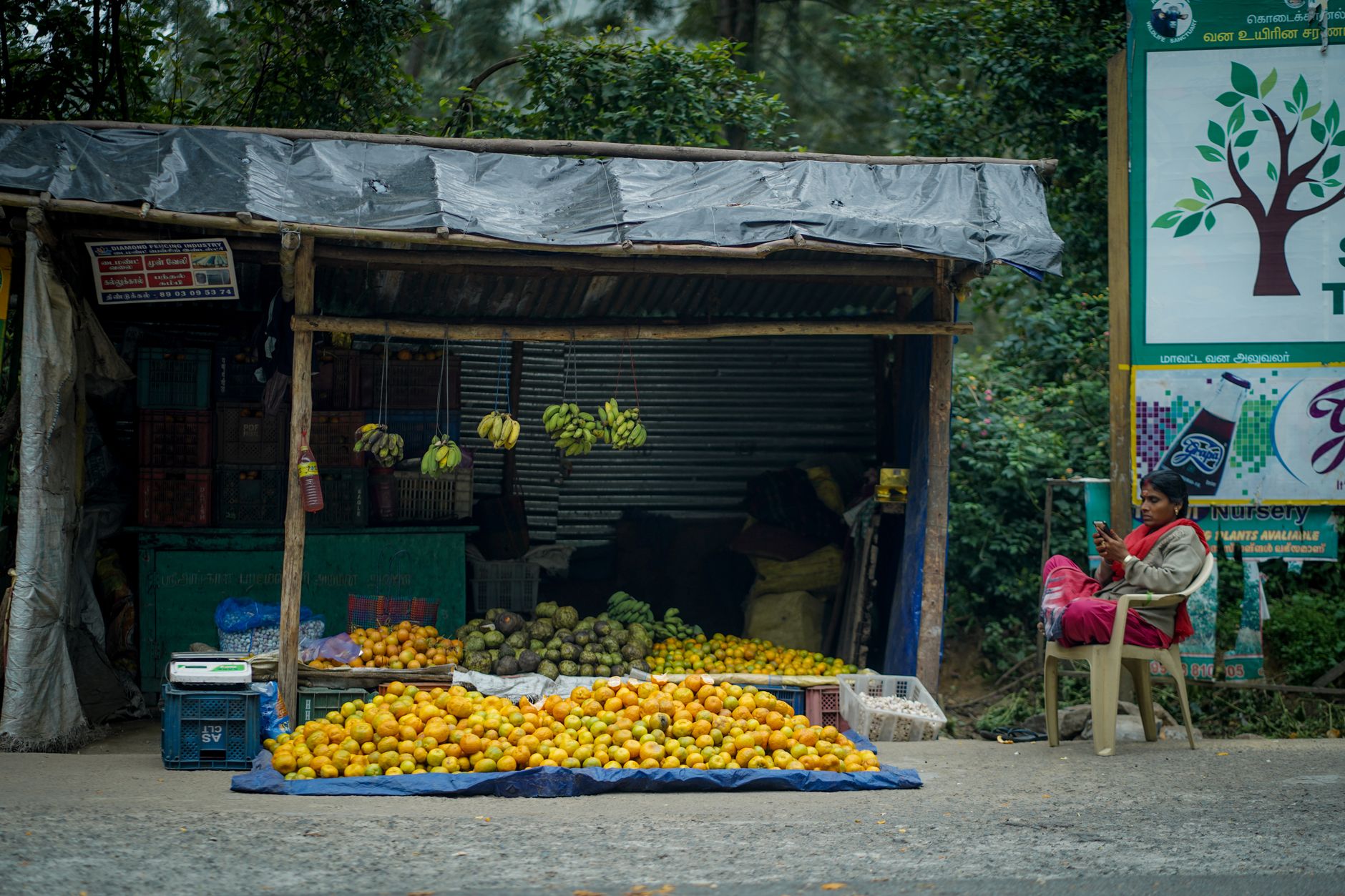 A roadside fruit stall displaying fresh oranges and lemons, with a woman seated nearby.