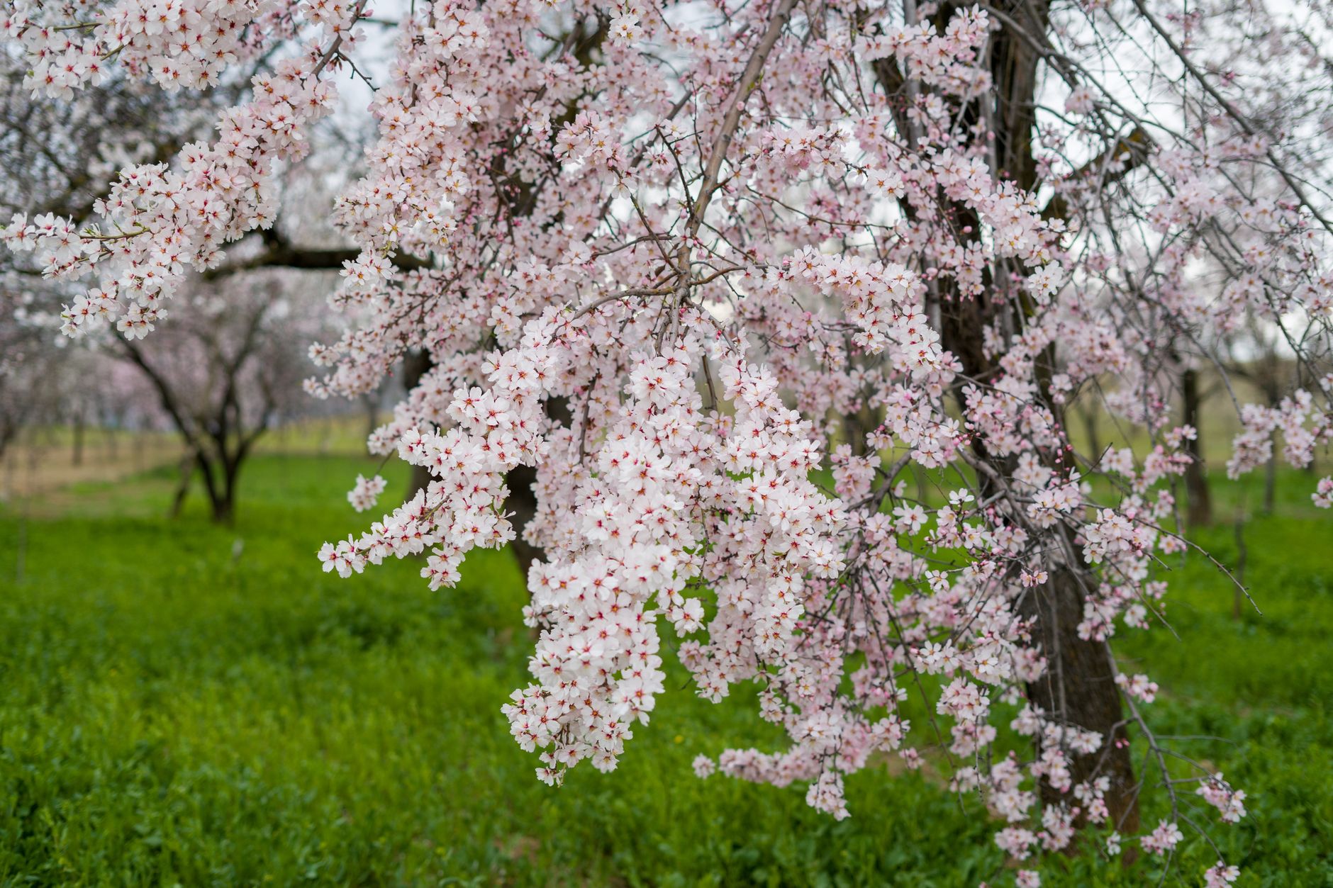 نمای نزدیک از شکوفه‌های بادام در داتچا، نماد بهار و کشاورزی ارگانیک.