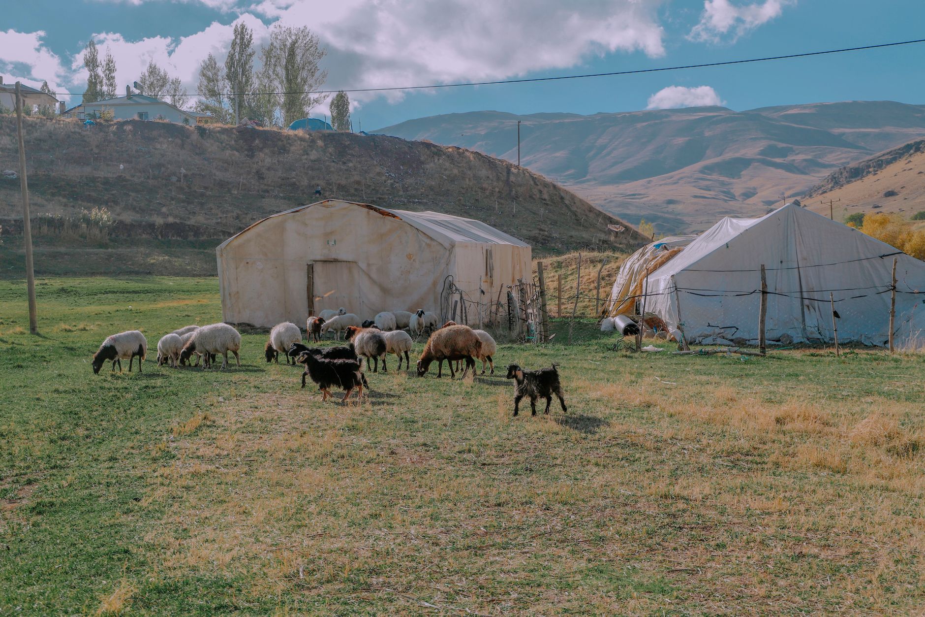 منظره آرام یک مزرعه کاپادوکیایی با گوسفندان و بزهایی که نزدیک چادرها می‌چرند.