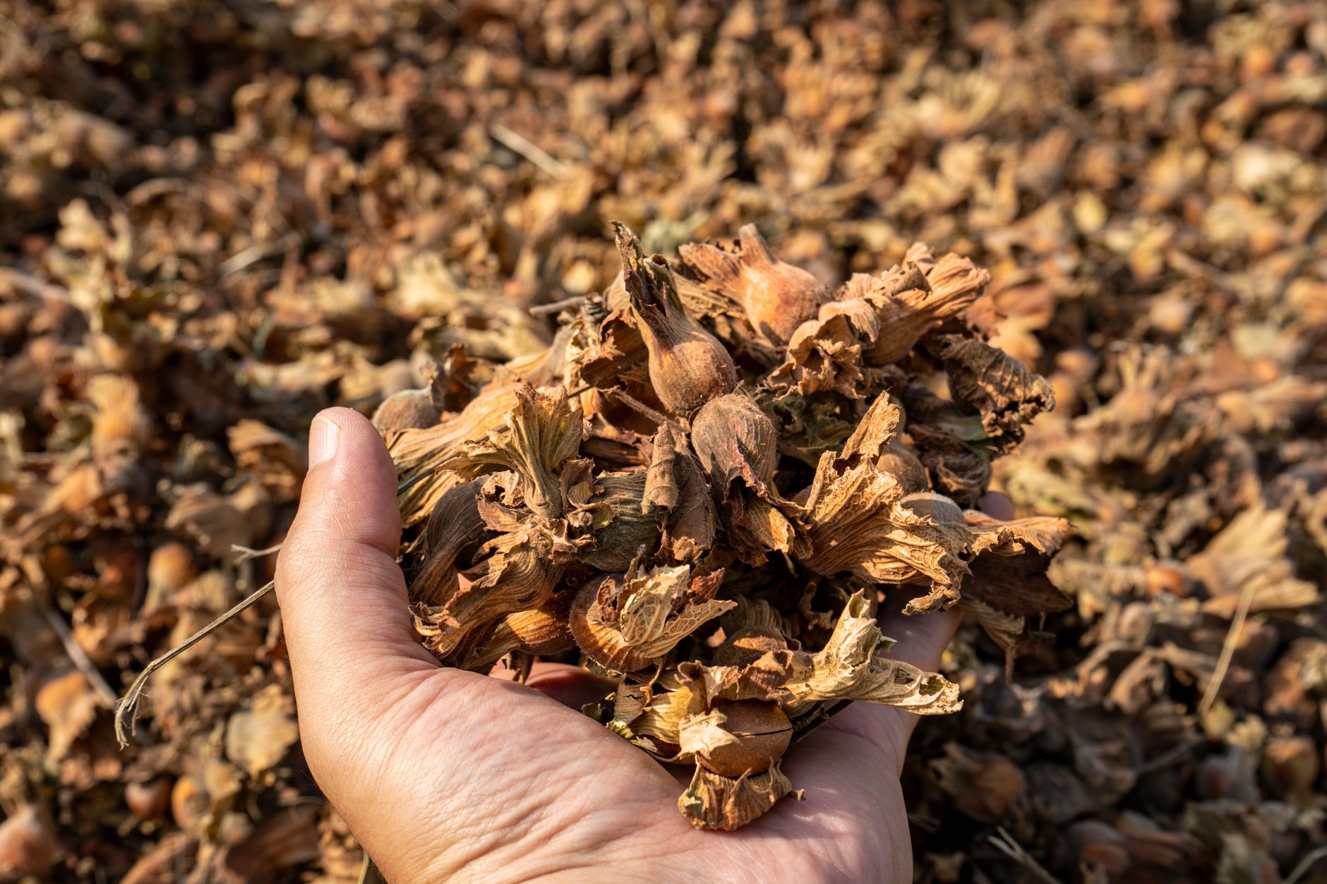 Close-up of a hand holding dried hazelnut shells at a market.