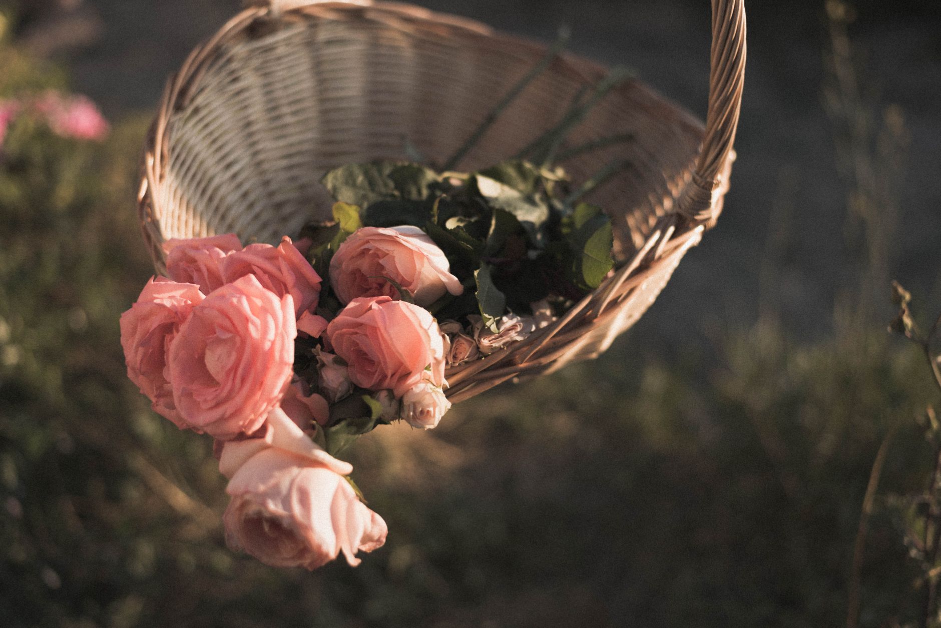 A woven basket filled with freshly picked pink roses and greenery.
