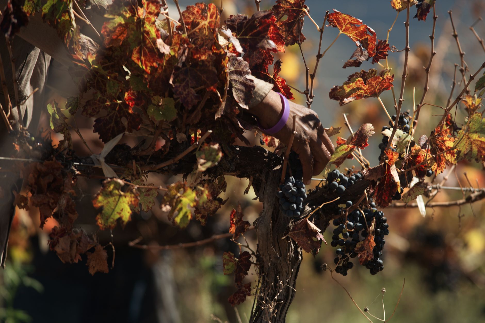 A hand harvesting ripe black grapes among autumnal vine leaves in Elazığ's vineyard.