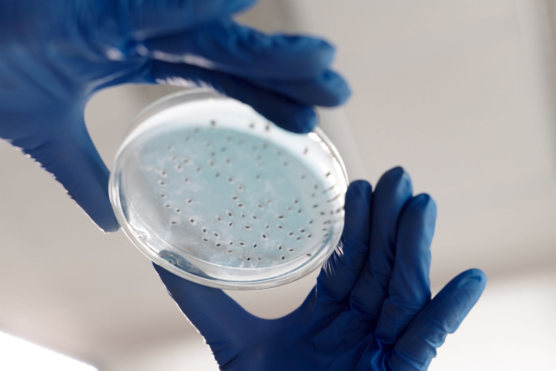 A researcher in blue gloves examines a petri dish with embryos under laboratory lighting.