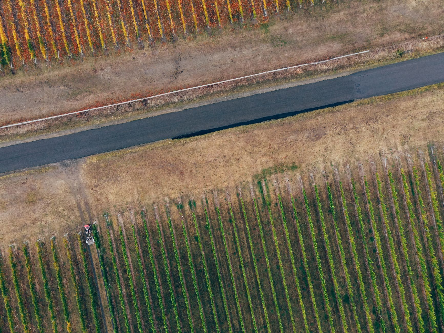 Aerial perspective of vibrant grapevine rows alongside a road in a sunny vineyard.