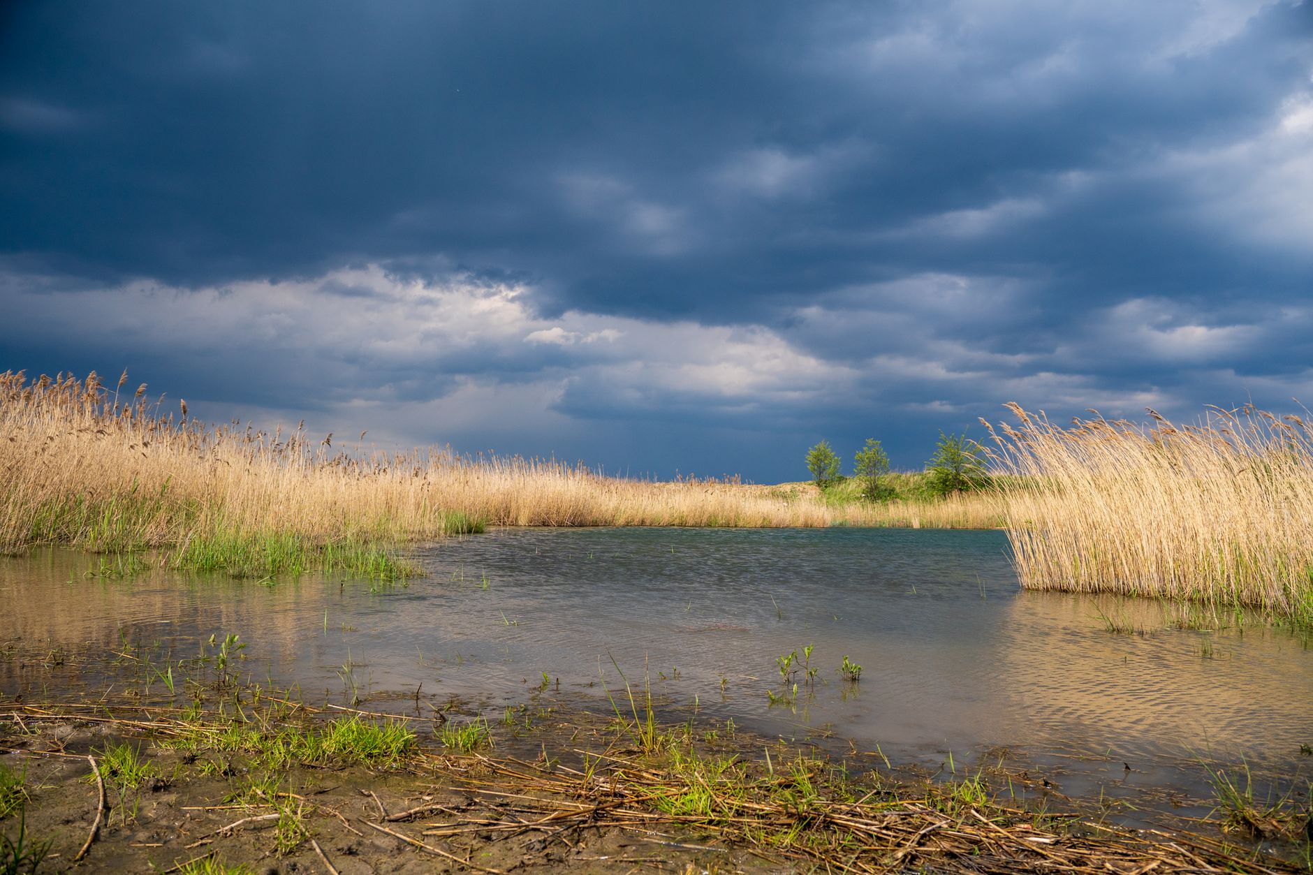 A serene view of a shallow seasonal lake surrounded by tall grasses and dark storm clouds in an interior steppe delta.