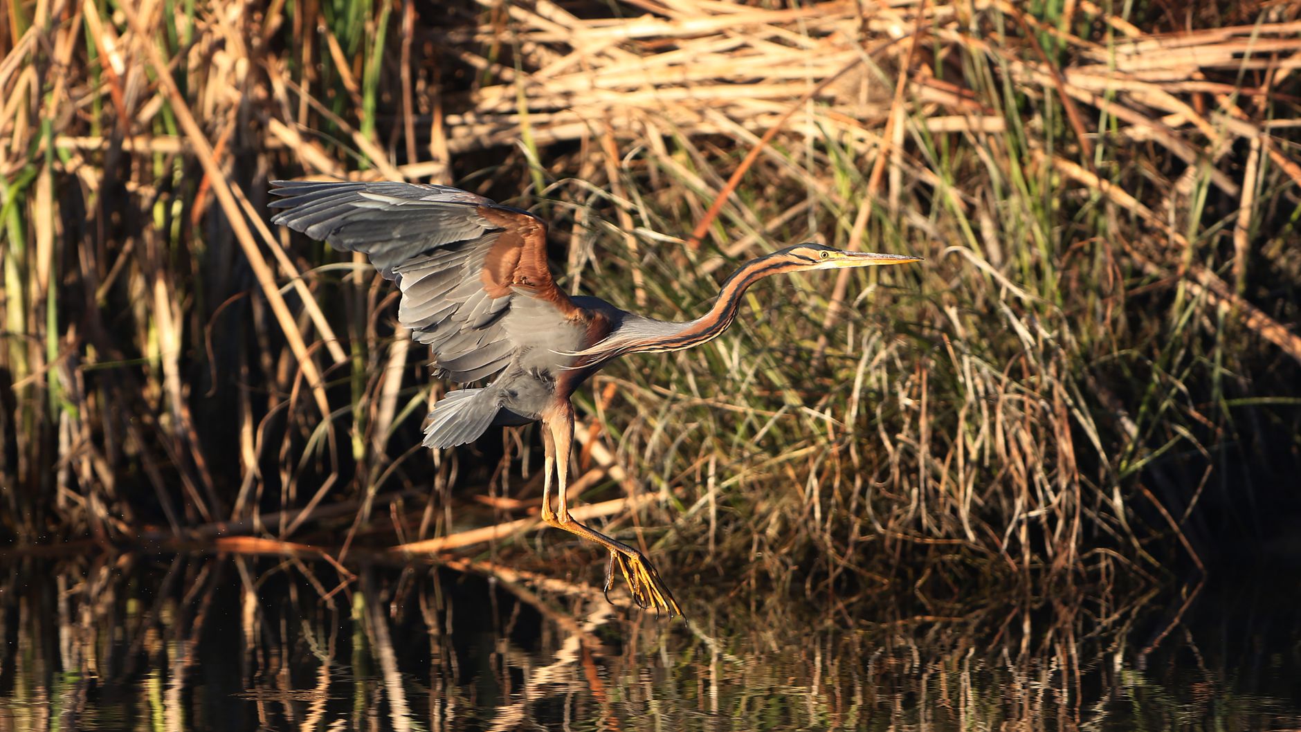 A purple heron with outstretched wings standing near dense green reeds by the water.