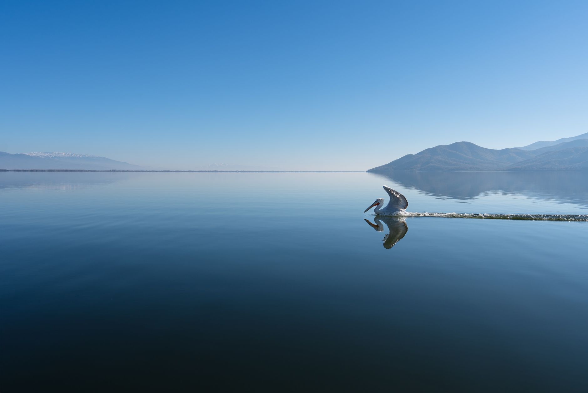 A Dalmatian pelican glides over the calm waters of Lake Bafa, surrounded by scenic mountains.