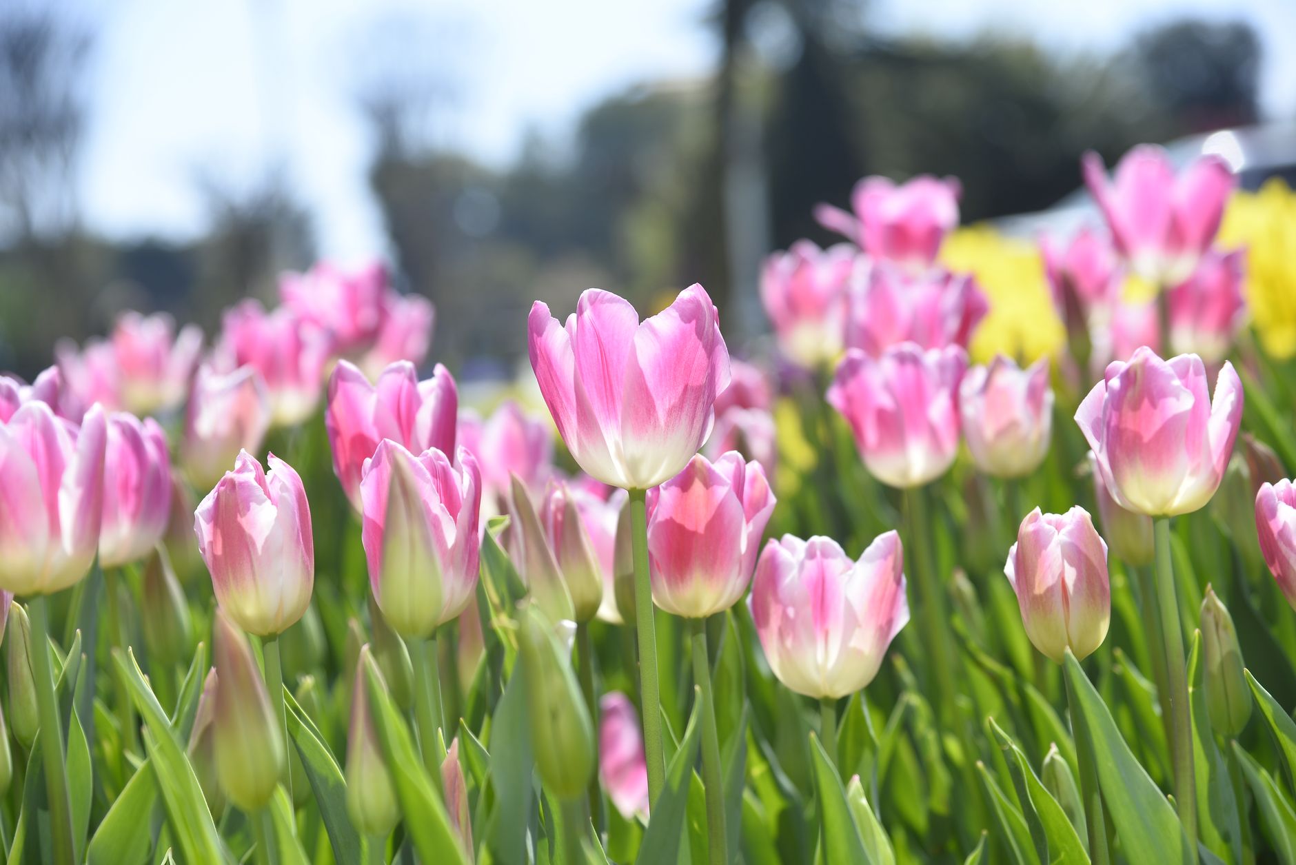 A vibrant display of pink tulips blooming in a park in Istanbul, symbolizing springtime beauty.