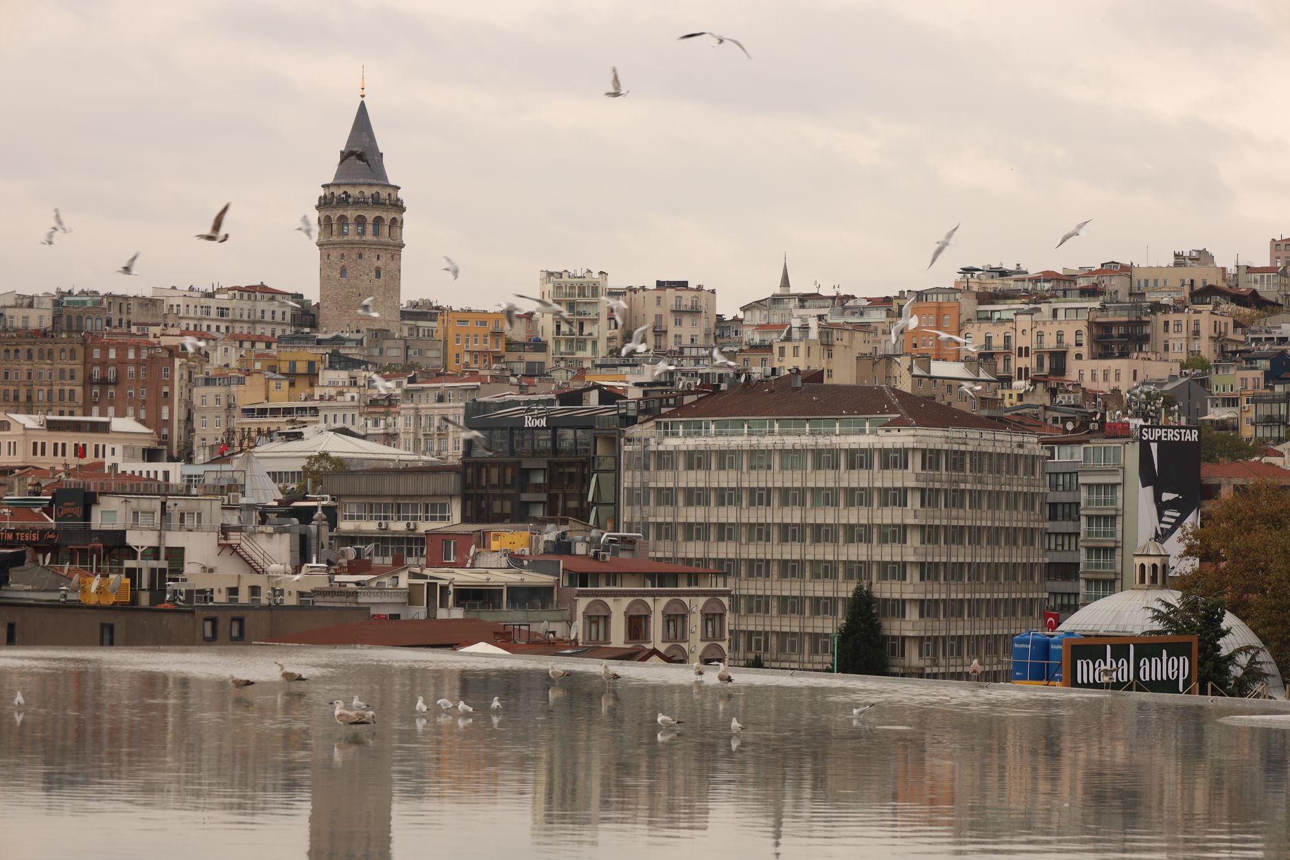 A serene view of Galata Tower in Istanbul with autumn foliage and seagulls flying over the water.