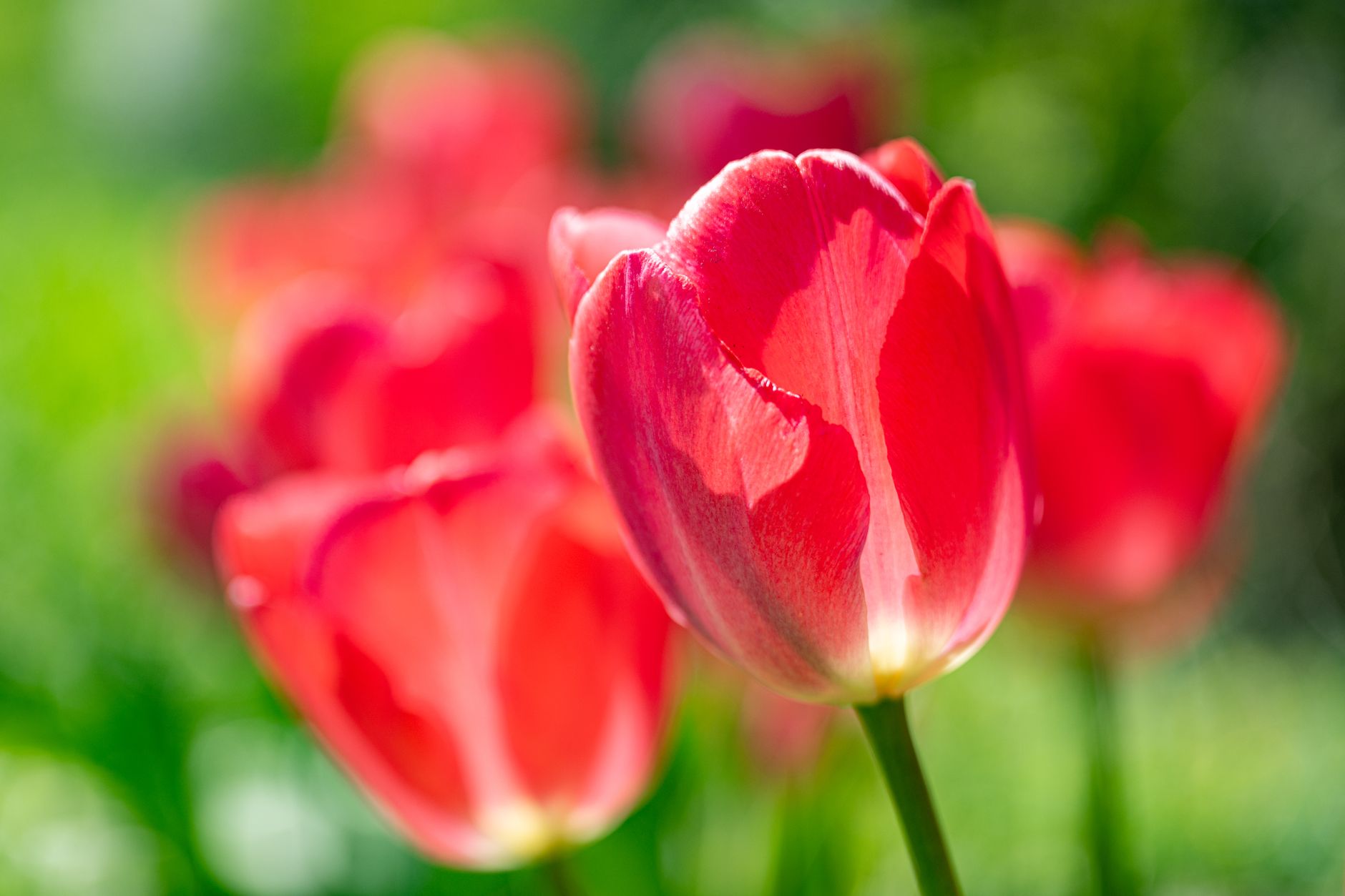 Close-up of vibrant red tulips blooming in the lush Munzur region.