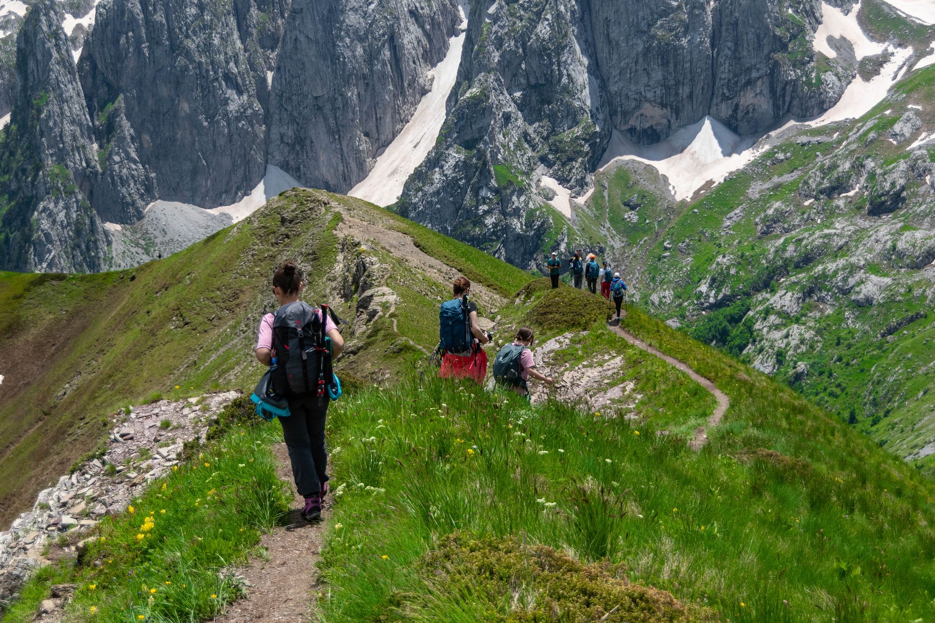 A group of hikers navigate a trail through wildflowers in the mountains.