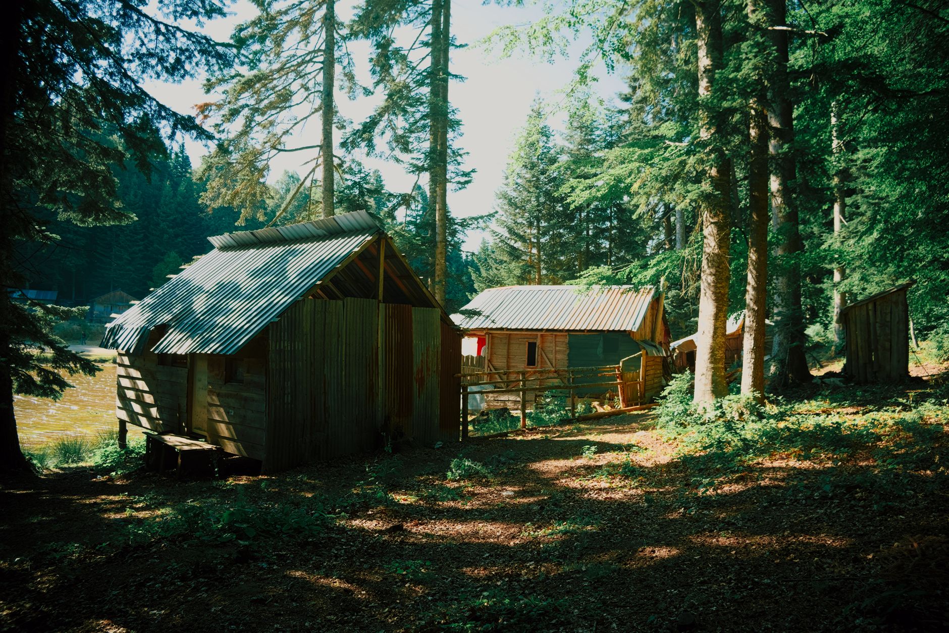 Wooden cabins nestled in a forest with greenery and trees, ideal for sustainable accommodation.