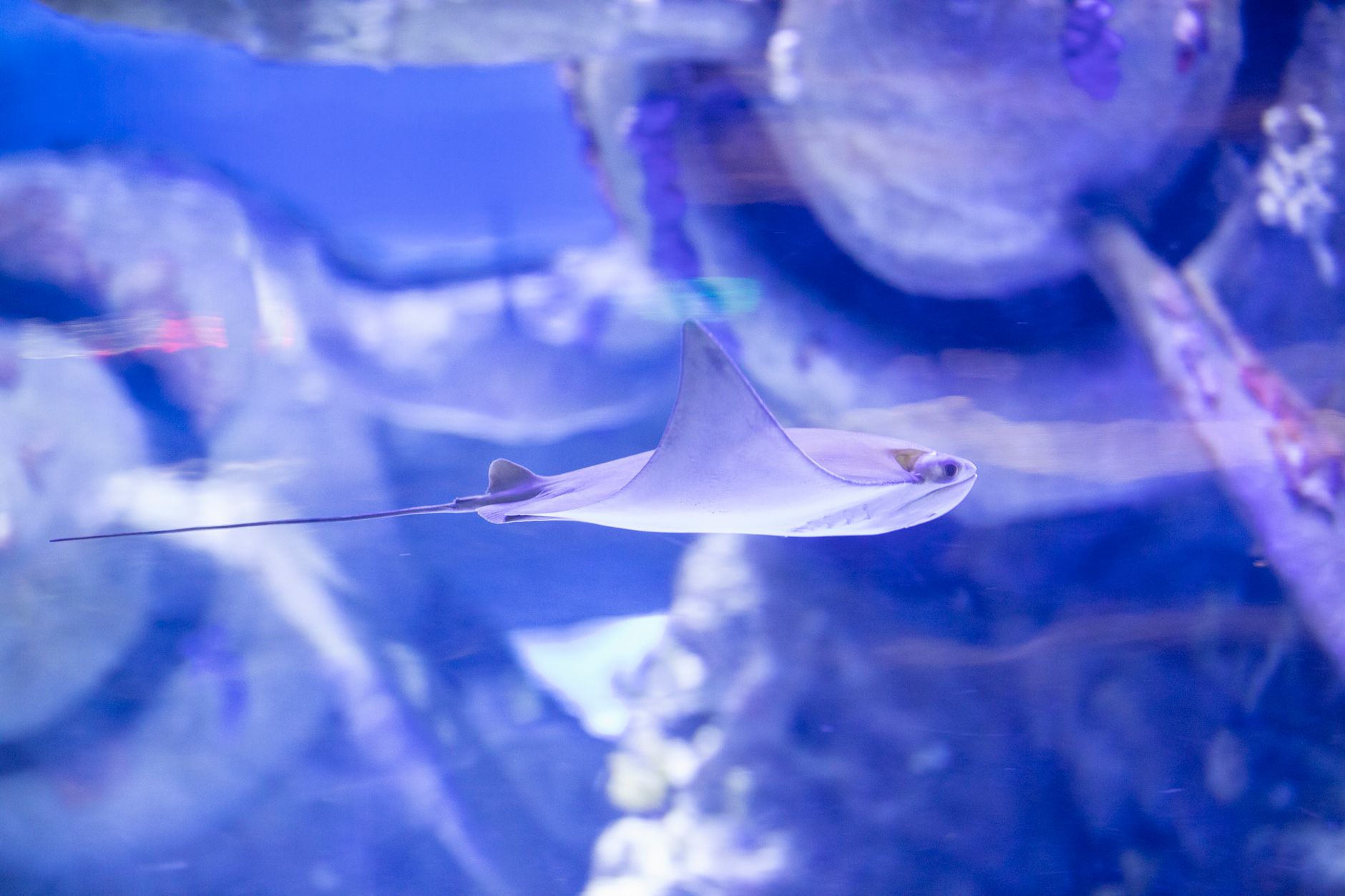 A graceful stingray gliding through a large aquarium tunnel in Antalya.
