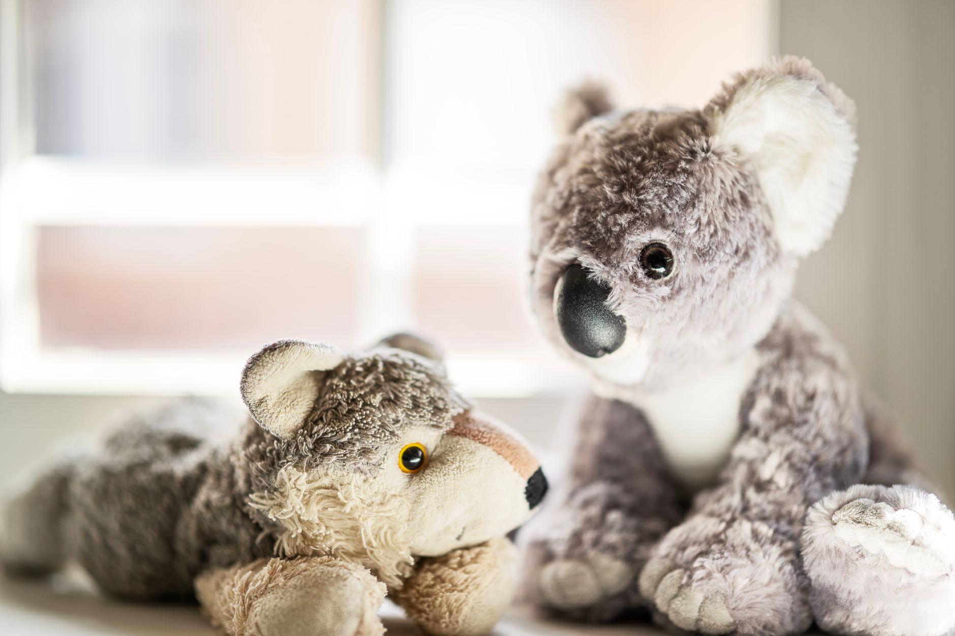 A cuddly koala and a plush wolf sit in a sunny Türkiye hospital playroom.