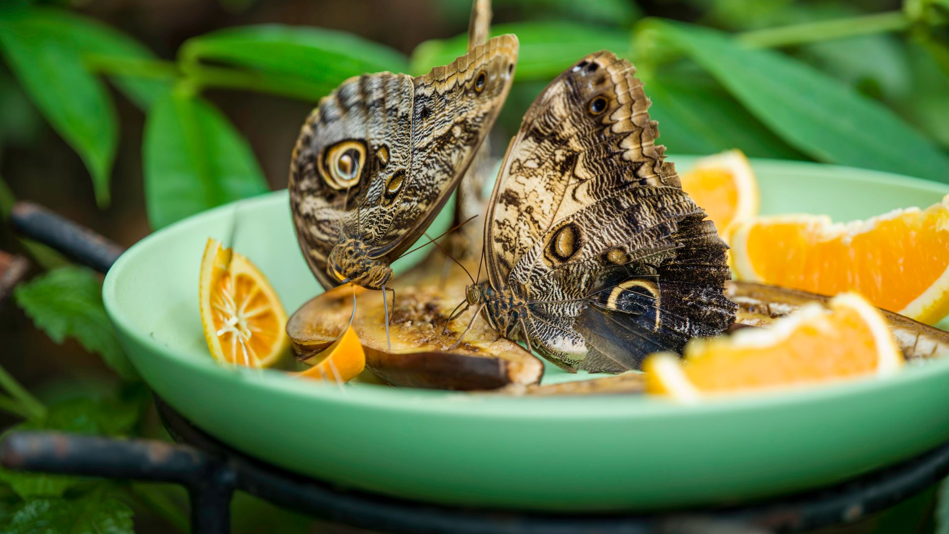 Two butterflies perched on a green plate with orange slices at Konya Tropical Butterfly Garden.