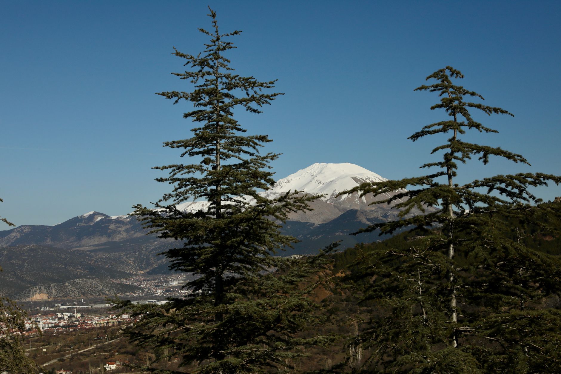 Pine trees in the foreground with a snow-capped mountain in the background under a clear blue sky.