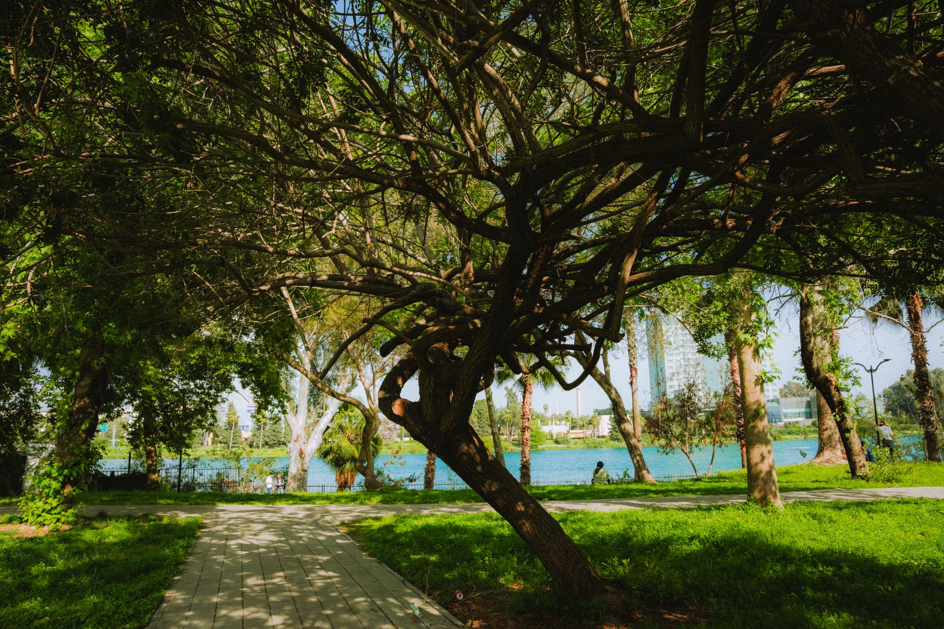 A peaceful riverside pathway lined with trees, ideal for gentle recovery strolls.