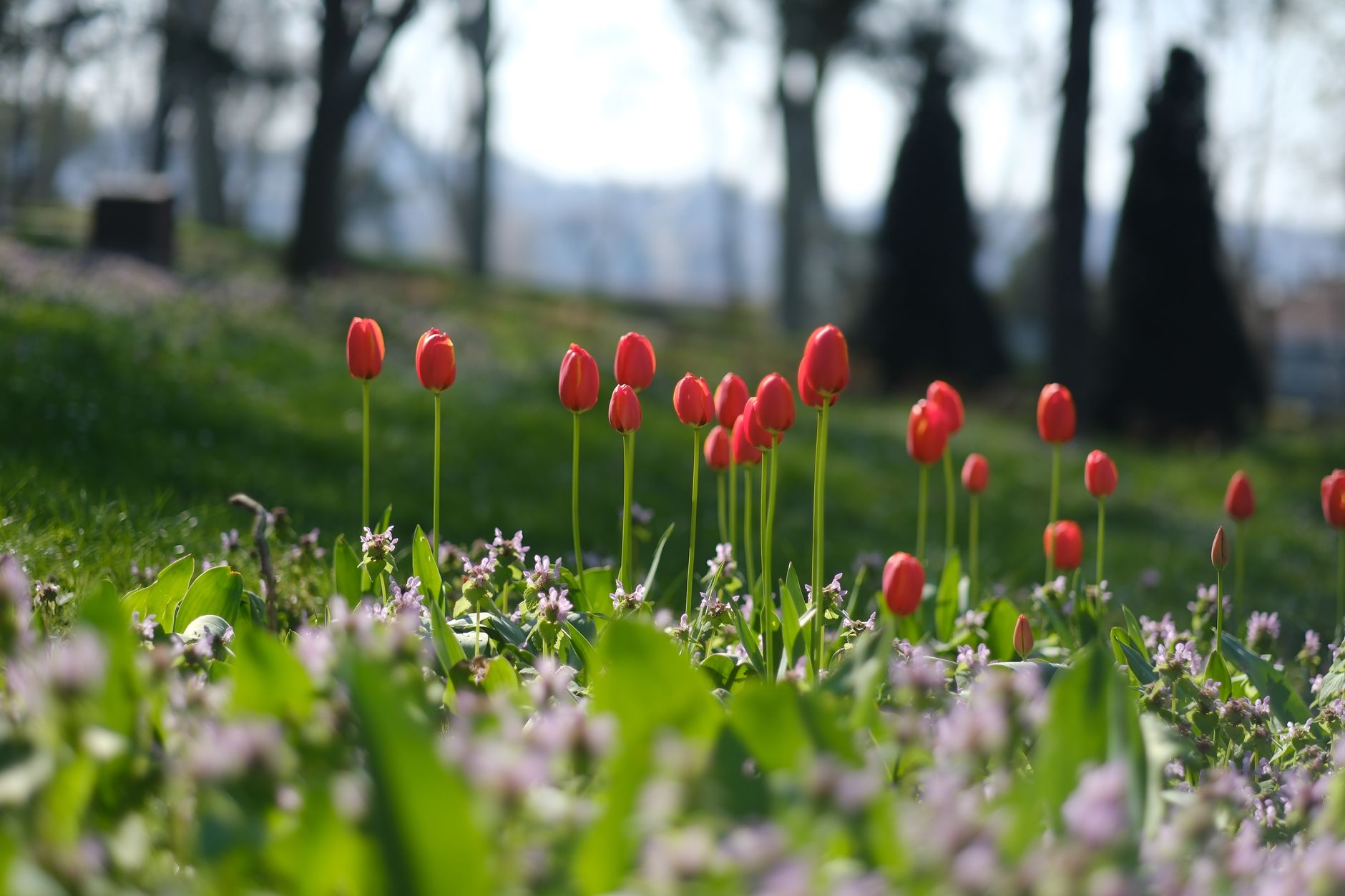 Vibrant red tulips surrounded by green leaves and purple flowers in a park in Konya.