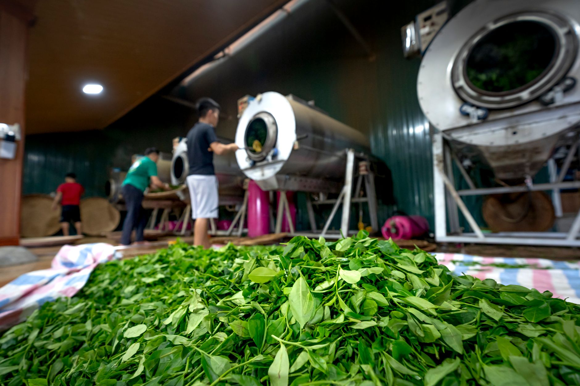工人在加工厂内分拣新鲜茶叶，背景是机器设备。