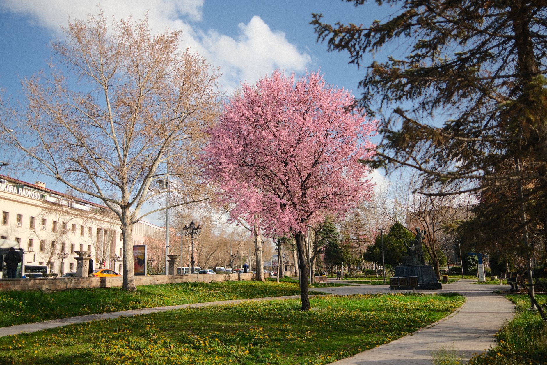 Panoramic view of Ankara in spring, showcasing a pink tree and modern buildings.