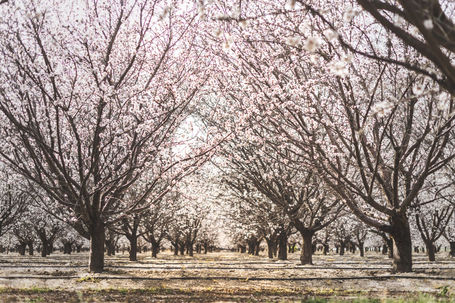 A serene view of blooming almond trees lining a country road in spring.