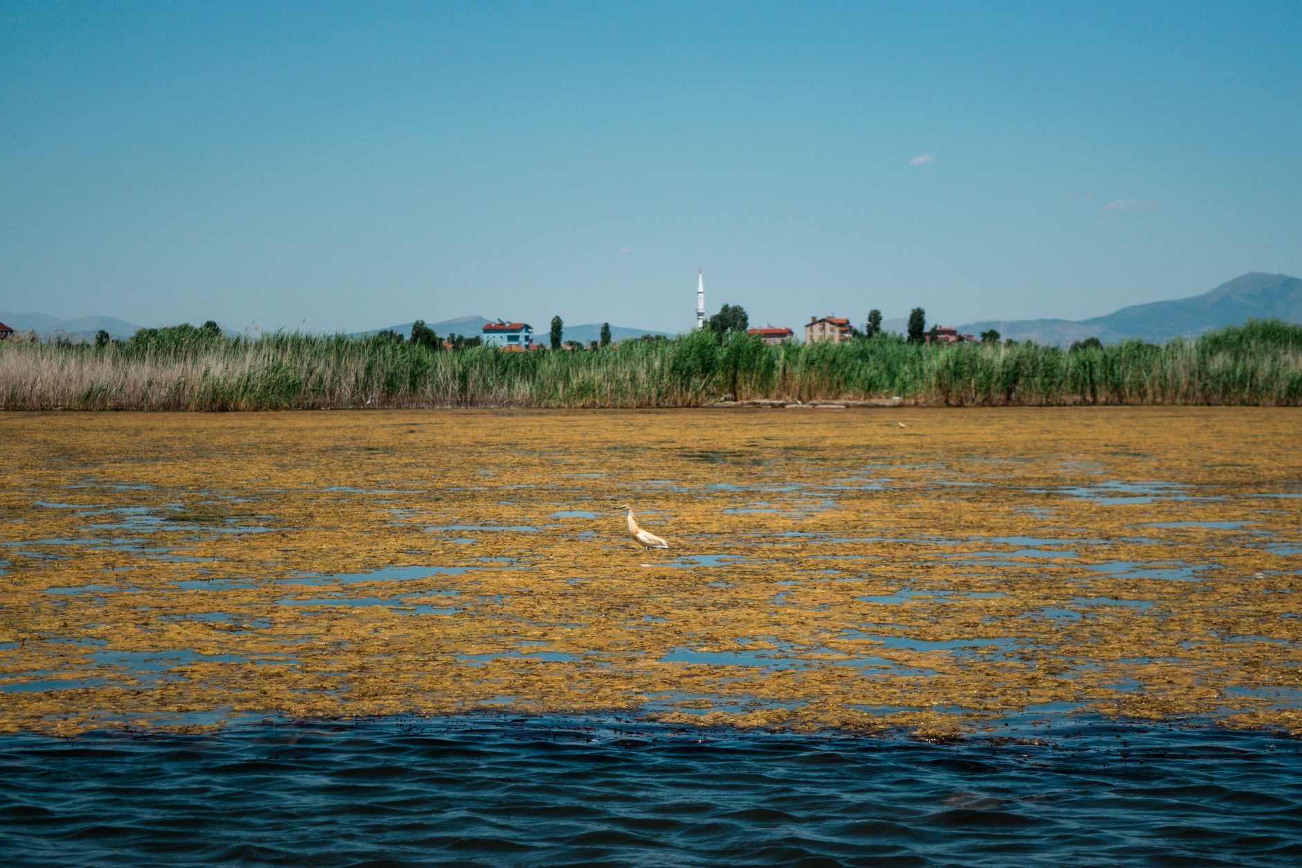 A calm lake fringed with tall reeds, featuring a bird standing on algae under soft morning light.