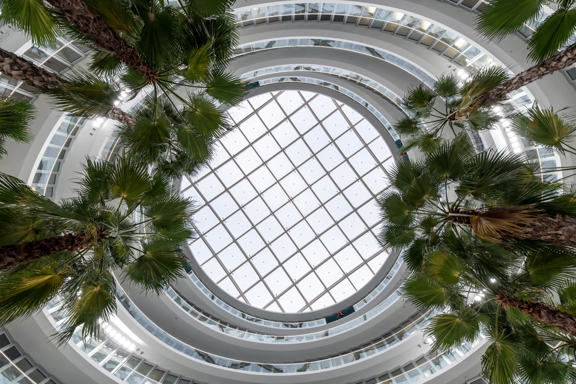 View of a hospital atrium featuring palm trees and a glass roof, emphasizing natural light.