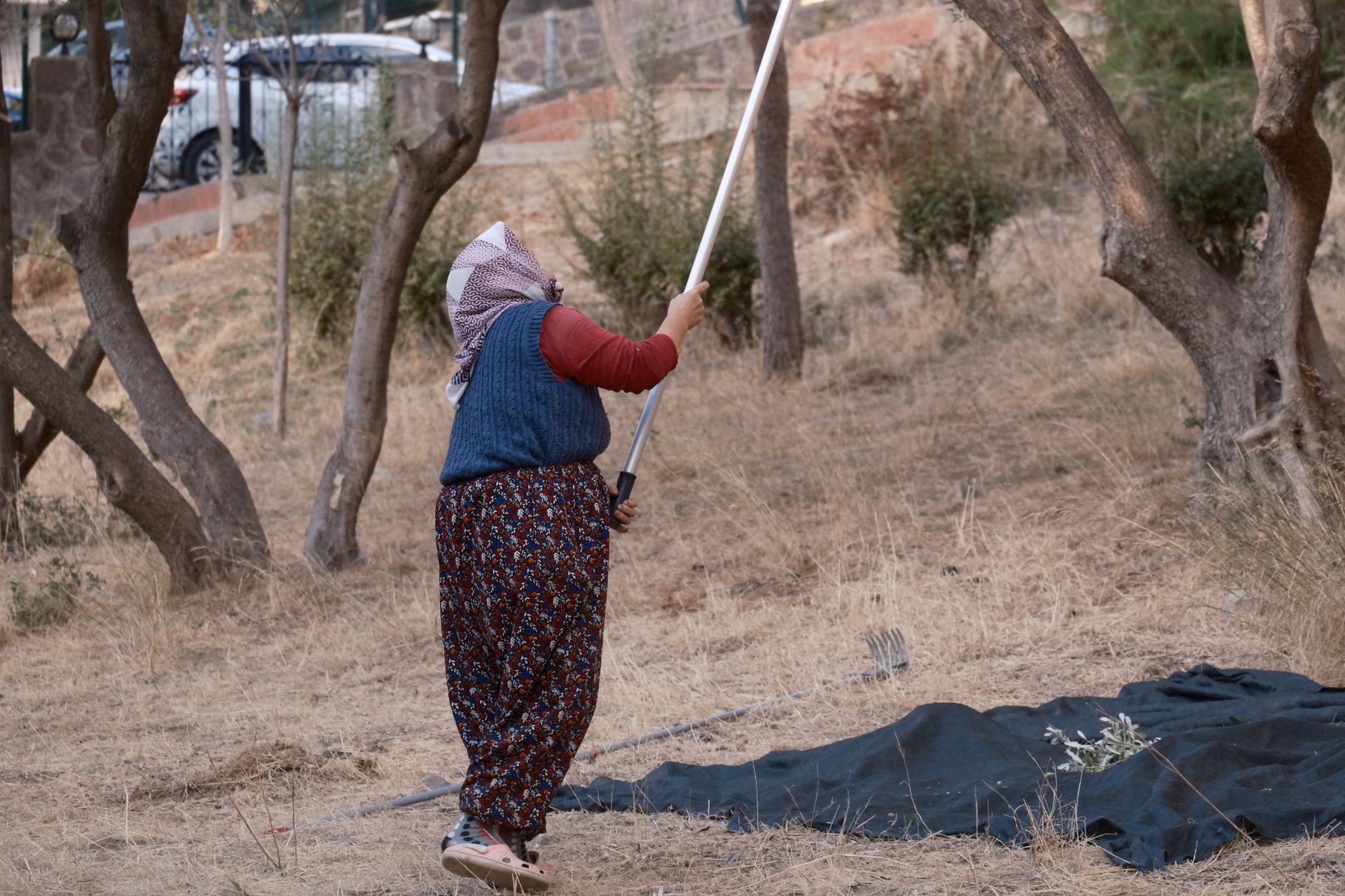 شخص يستخدم عصا لحصاد الزيتون في مهرجان محلي في ريف تركيا.