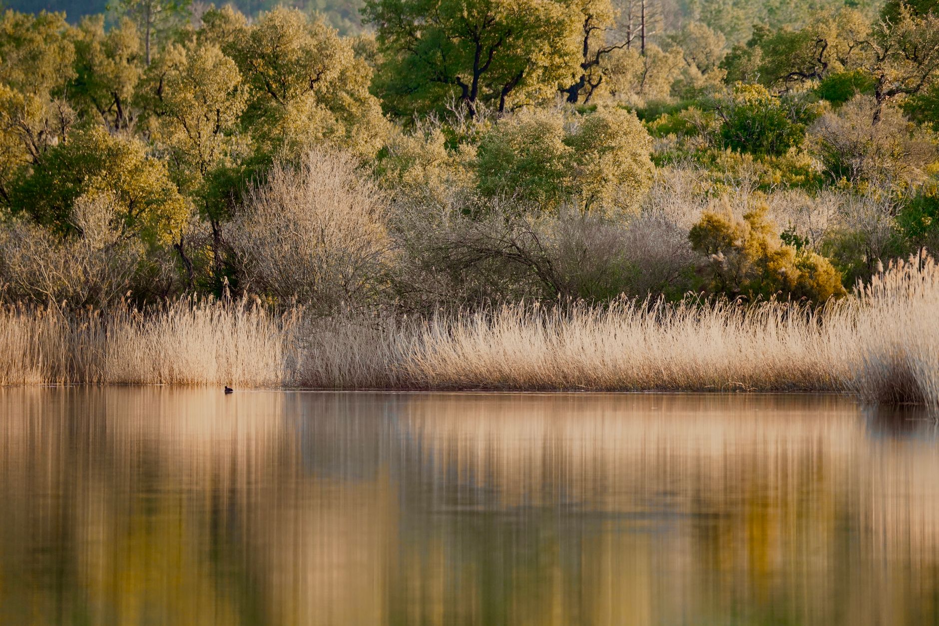 A serene view of a Turkish wetland, showcasing lush greenery and reeds, symbolizing bird conservation efforts.