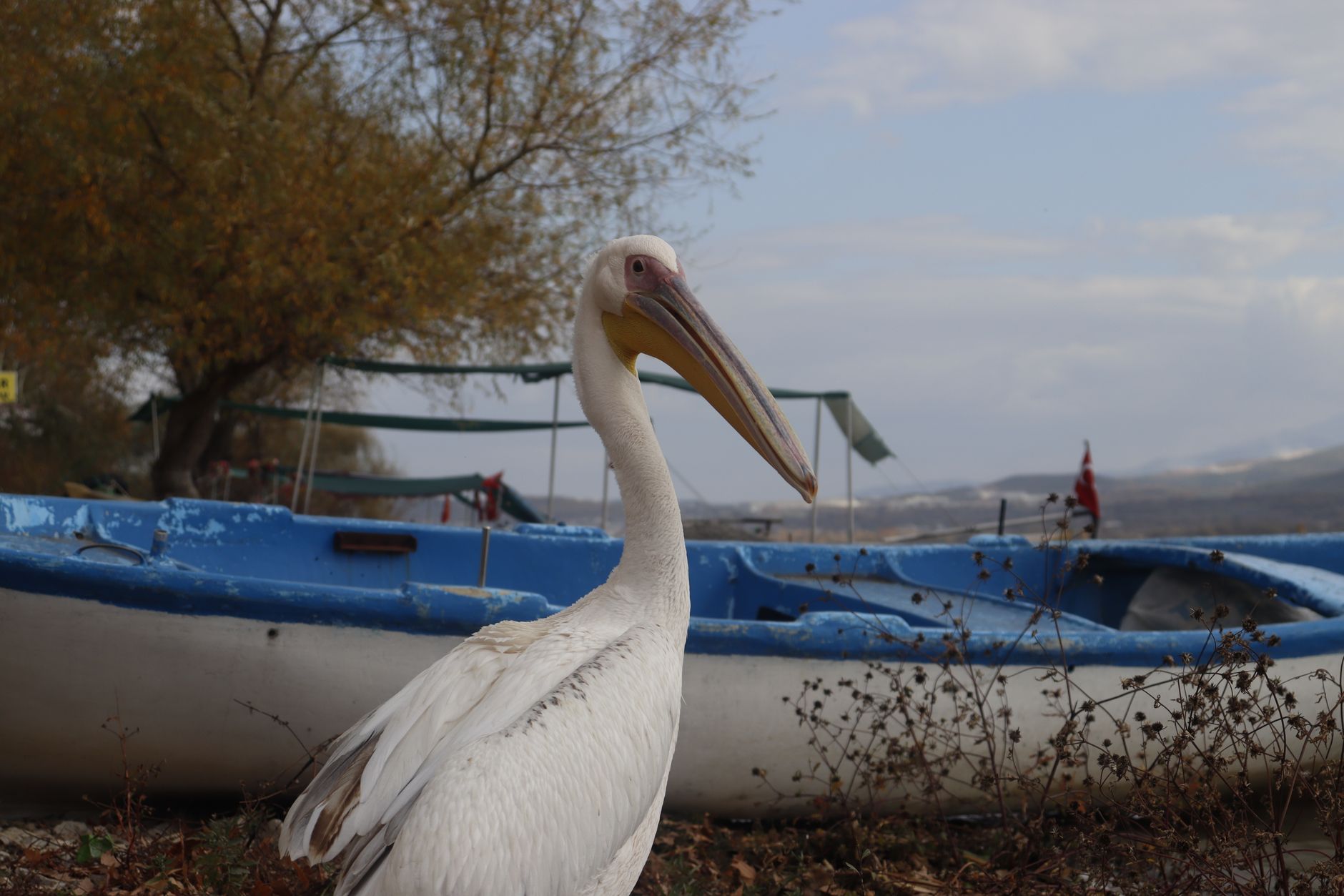 A pelican stands near blue boats on the shore of Lake Bafa, Turkey.