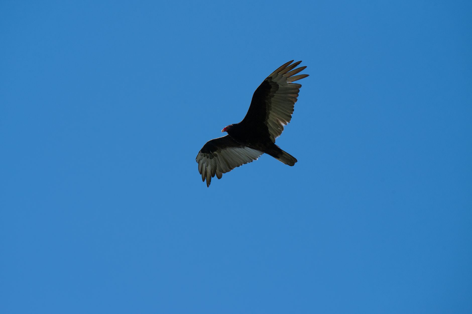 A Short-toed Eagle gliding in a clear blue sky over wetlands in Türkiye.