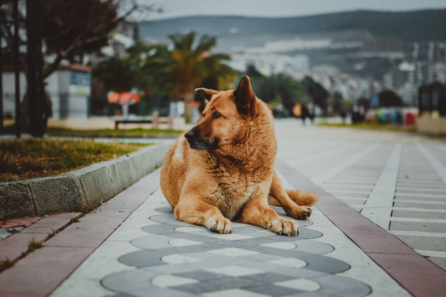 Bir Türk kasabasında desenli bir kaldırımda dinlenen sakin bir sokak köpeği.