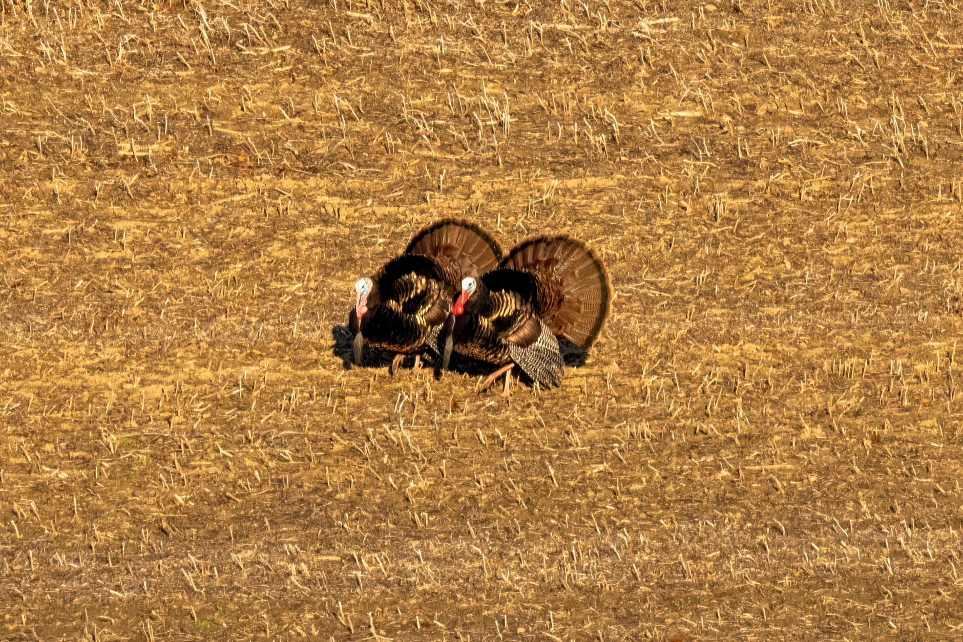 Two wild turkeys displaying their feathers in a harvested field.