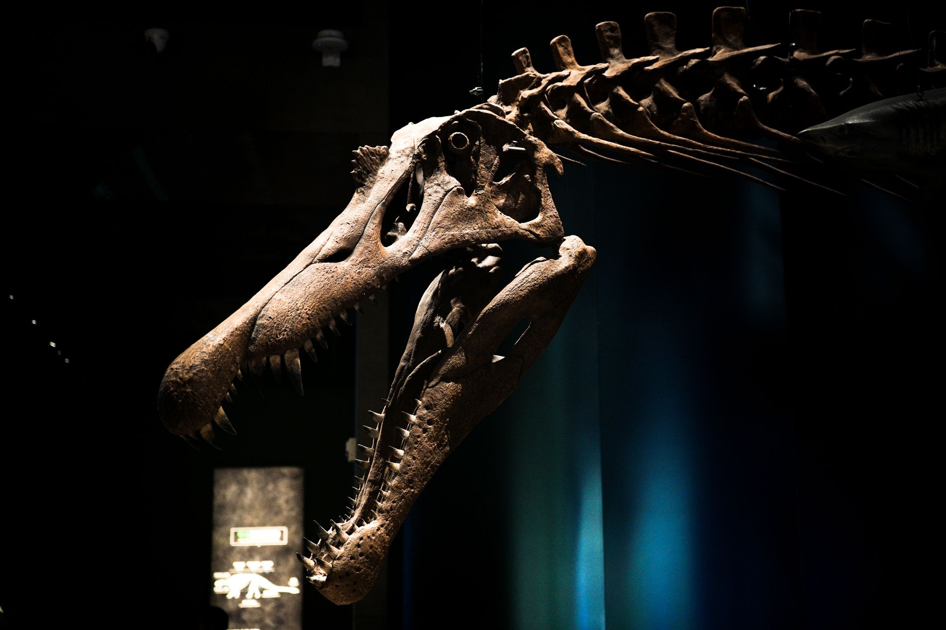 Close-up of a dinosaur skull fossil displayed in a Turkish natural history museum.