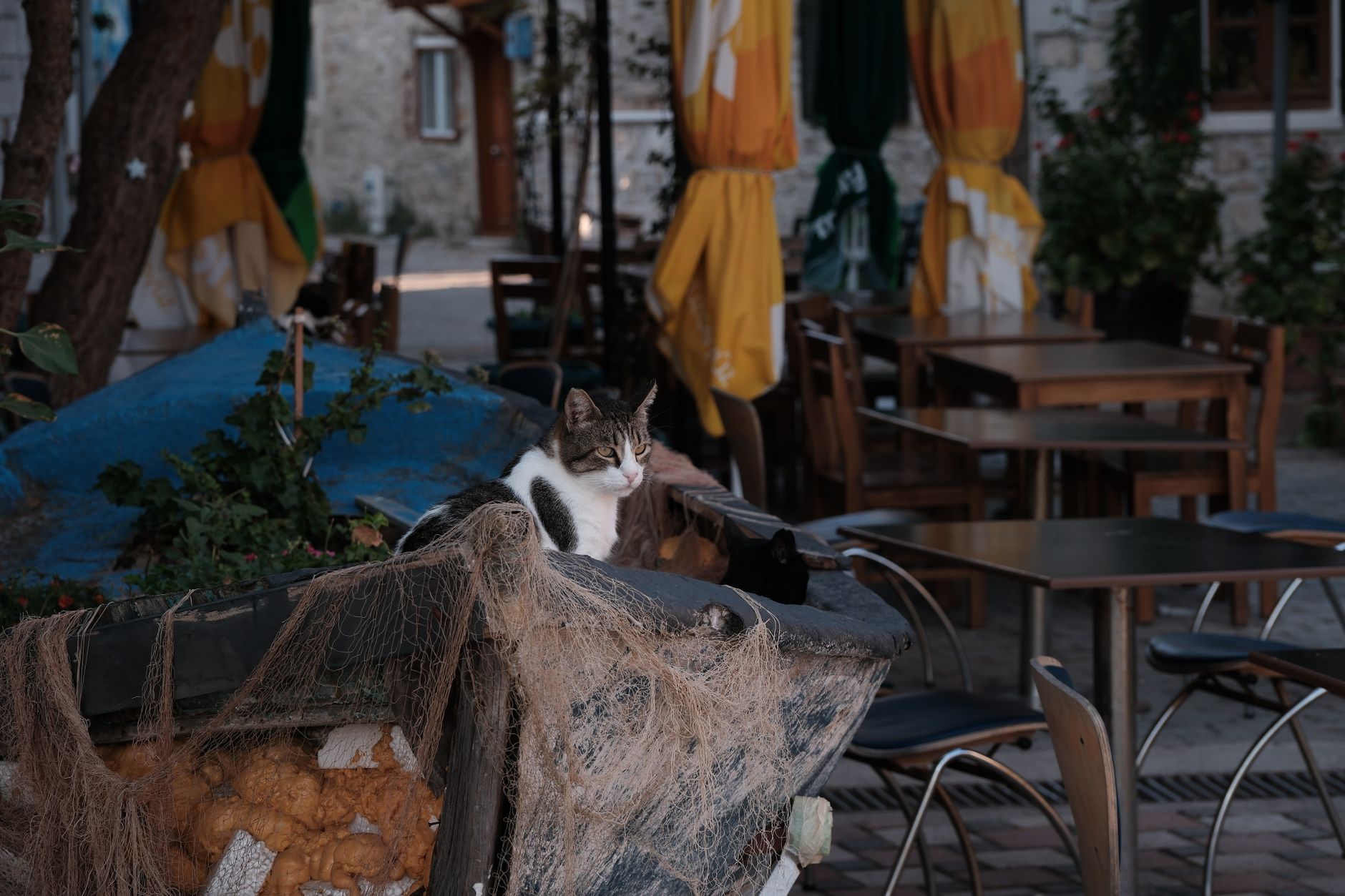 A cozy cat perched on a wall in an Aegean town, embodying the charm of local street life.