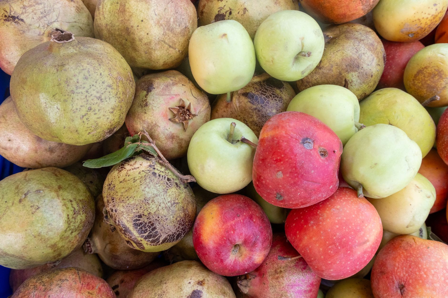 A vibrant assortment of yellow quinces and red pomegranates in a Turkish autumn market.