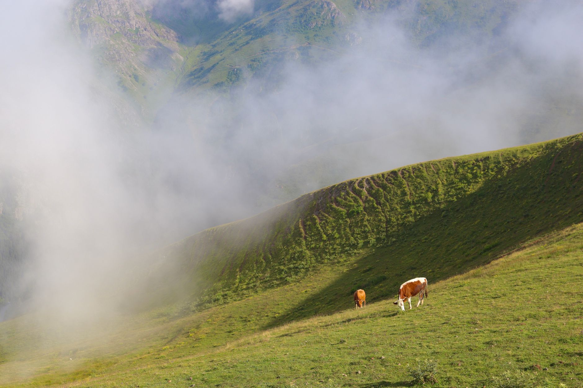 Two cows grazing on a green hillside in the Kaçkar Mountains, surrounded by mist.