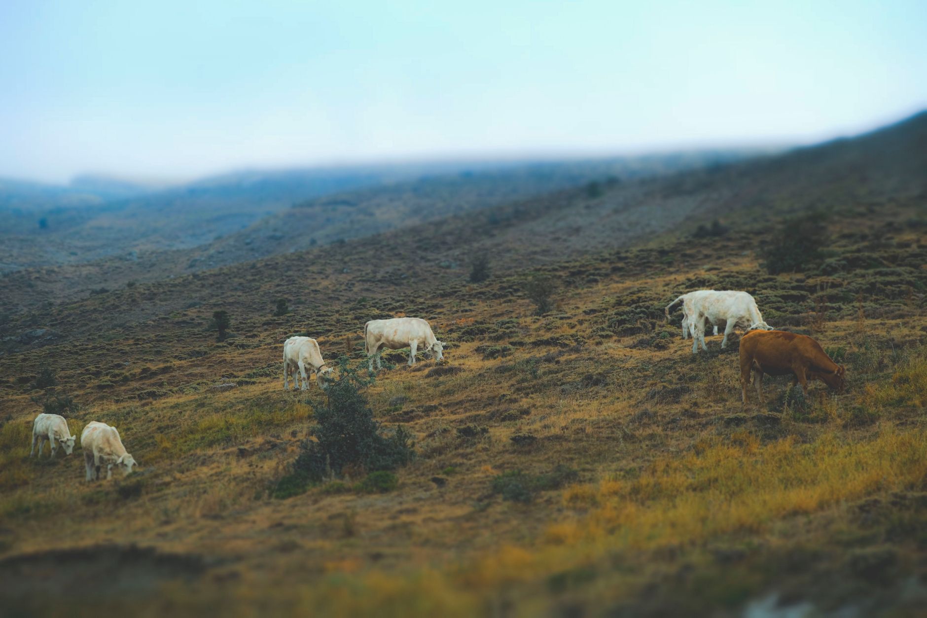 A herd of cows grazing on the hillside near Çıldır Lake in northeast Türkiye.
