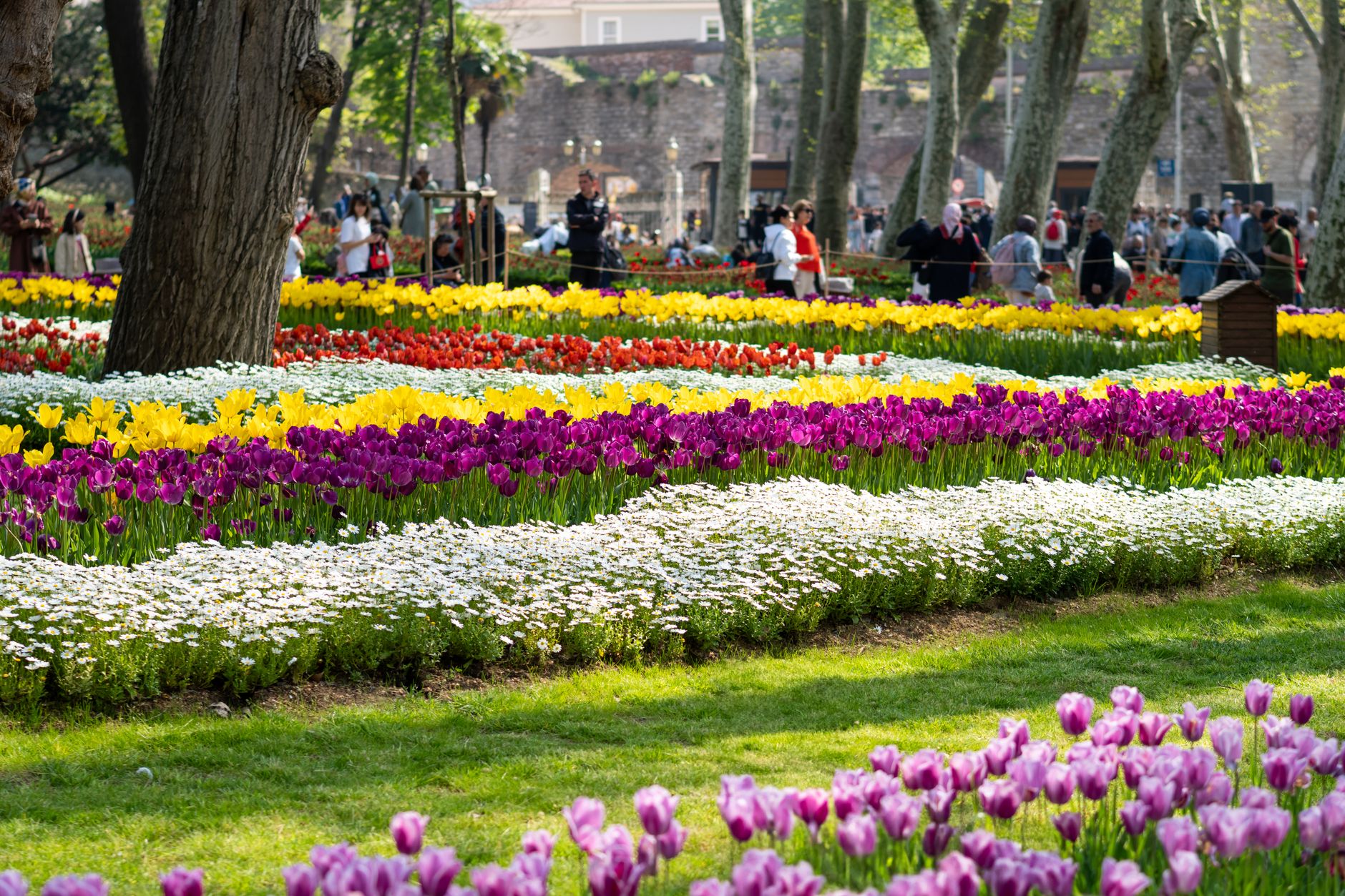 تخت‌های رنگارنگ لاله با رنگ‌های متنوع در جشنواره لاله استانبول در پارک امیرگان.